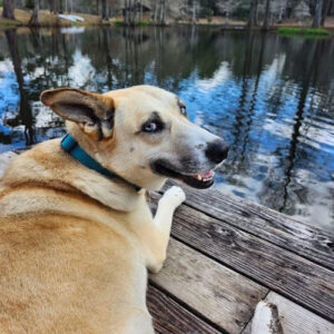 gracie_lake